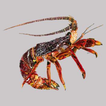 Cray  - AS Colour Womens Supply Hood Design